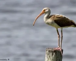 Eudocimus albus