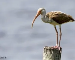 Eudocimus albus