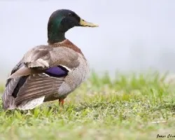 Anas platyrhynchos