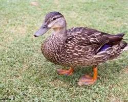 Anas platyrhynchos