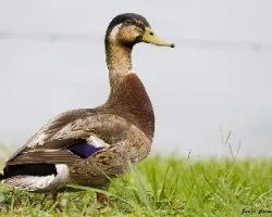 Anas platyrhynchos