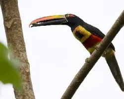 Pteroglossus frantzii