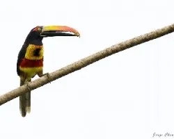 Pteroglossus frantzii