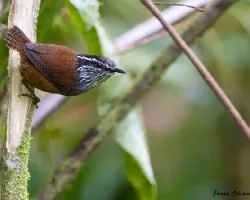 Henicorhina leucophrys