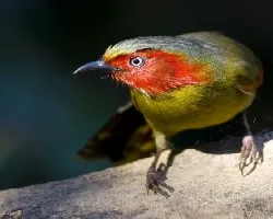 Liocichla phoenicea