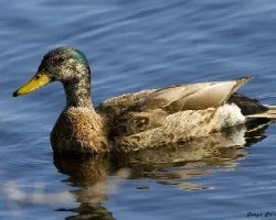 Anas platyrhynchos