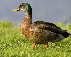Anas platyrhynchos