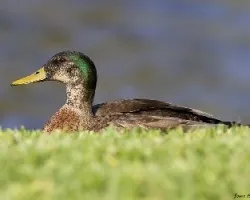Anas platyrhynchos
