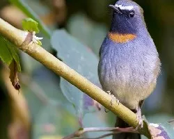 Ficedula strophiata