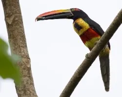 Pteroglossus frantzii