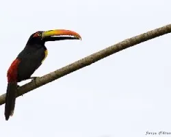 Pteroglossus frantzii