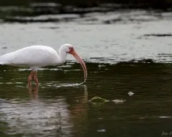 Eudocimus albus