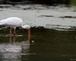 Eudocimus albus