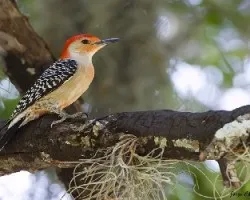 Melanerpes carolinus