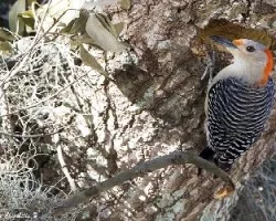 Melanerpes carolinus