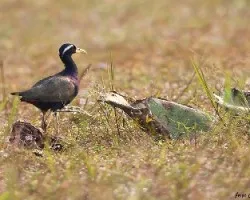 Metopidius indicus