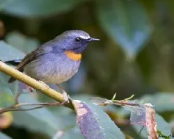 Ficedula strophiata