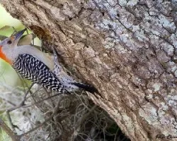 Melanerpes carolinus