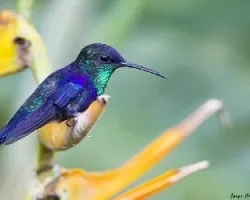 Thalurania colombica