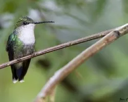 Thalurania colombica