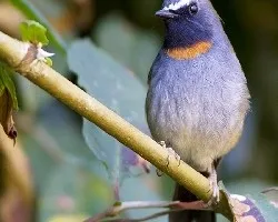 Ficedula strophiata
