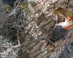 Melanerpes carolinus