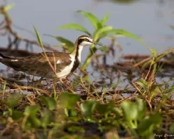Hydrophasianus chirurgus