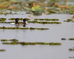 Aythya fuligula
