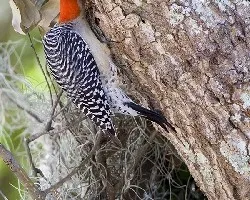 Melanerpes carolinus