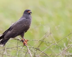 Rostrhamus sociabilis