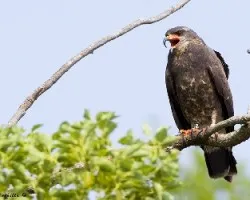 Rostrhamus sociabilis
