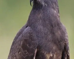 Rostrhamus sociabilis