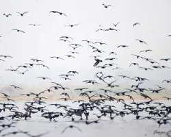 Phalacrocorax carbo