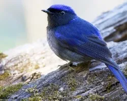 Niltava grandis