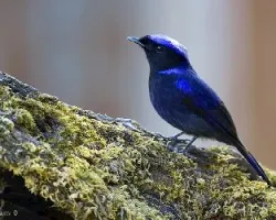 Niltava grandis