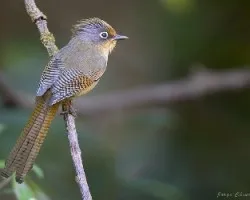 Actinodura ramsayi