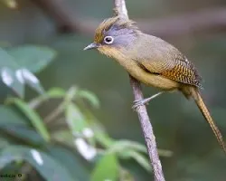 Actinodura ramsayi