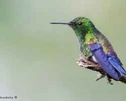 Amazilia saucerrottei