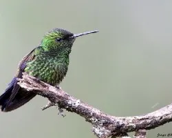 Amazilia saucerrottei