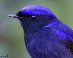 Niltava grandis