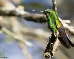 Amazilia saucerrottei