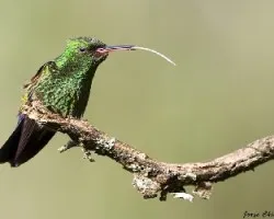 Amazilia saucerrottei