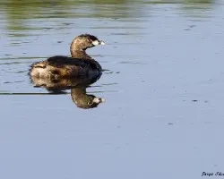 Podilymbus podiceps