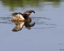 Podilymbus podiceps