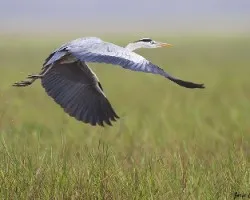 Ardea cinerea