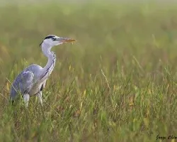 Ardea cinerea