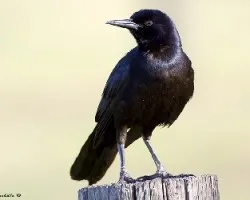Quiscalus major