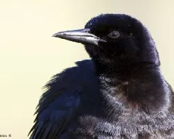 Quiscalus major