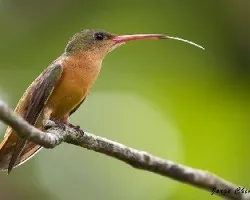 Amazilia rutila