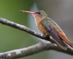 Amazilia rutila